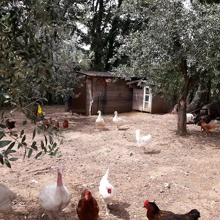 Alle Preci